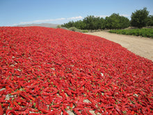 Enchilolly Sauce -- New Mexico Red Chile Sauce